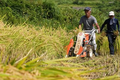 Aging farmers face extreme temperatures as they struggle to maintain Japan's rice crop