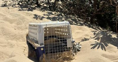 'No child should have to see that': mother and son find dead cat on beach