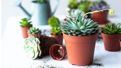 How to propagate succulents from cuttings — multiply your plants for free