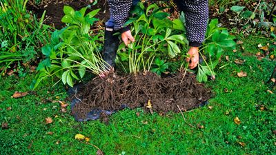 When to divide plants – for new perennials that establish fast and flower abundantly