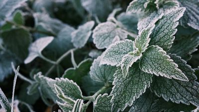 5 household items that can protect your plants from frost