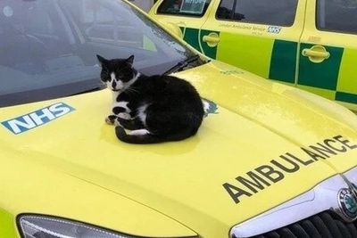 Rescue cat, named Defib, faces ‘cruel’ eviction from London ambulance station after 16 years