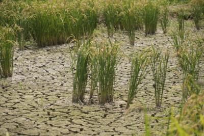 Japan's Rice Harvest Threatened By Climate Change