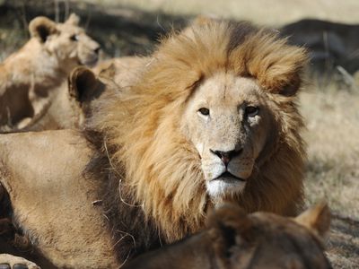 Lions Kill Worker At Crimea Wildlife Park: 'Torn To Pieces'