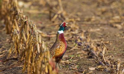 Bird flu in pheasants in England sparks concern over lax rearing rules