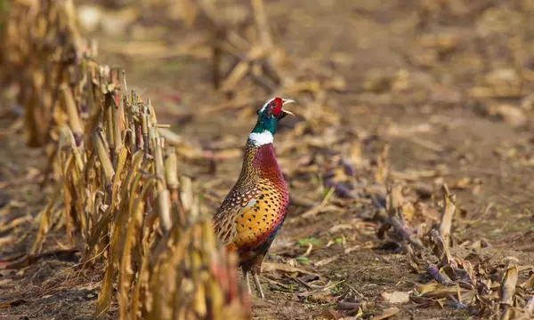 Bird flu in pheasants in England sparks concern over lax rearing rules