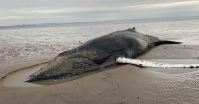 Rescuers have 'high hopes' for humpback whale stranded on Scottish beach