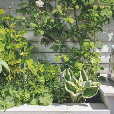 How to divide hostas - 6 easy (and free) steps to fill next year’s garden with lush foliage