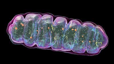 Malfunctioning mitochondria may drive Crohn's disease, early study hints