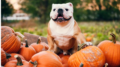 Can dogs eat pumpkin? A vet explains the benefits, risks and how to serve it