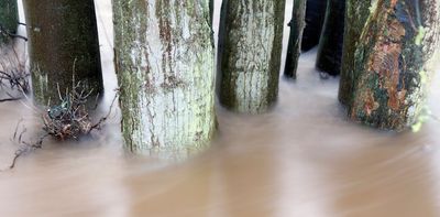 Five surprising ways that trees help prevent flooding