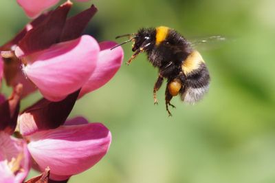 Bees are the latest victims of plastic pollution. Why that raises serious concerns about our food supply