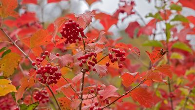 What to do with viburnums in the fall – expert tips for healthy shrubs