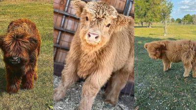 Ads offered kittens and donkeys, but victims sold a pup