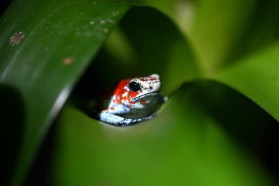 Countries Under Pressure To Fork Out For Nature At UN Conference