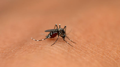 Dengue prevention tips: How to identify dengue mosquito
