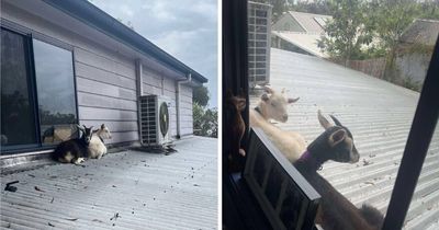 No kidding: Whipper and Snipper have 'no idea how they goat here'