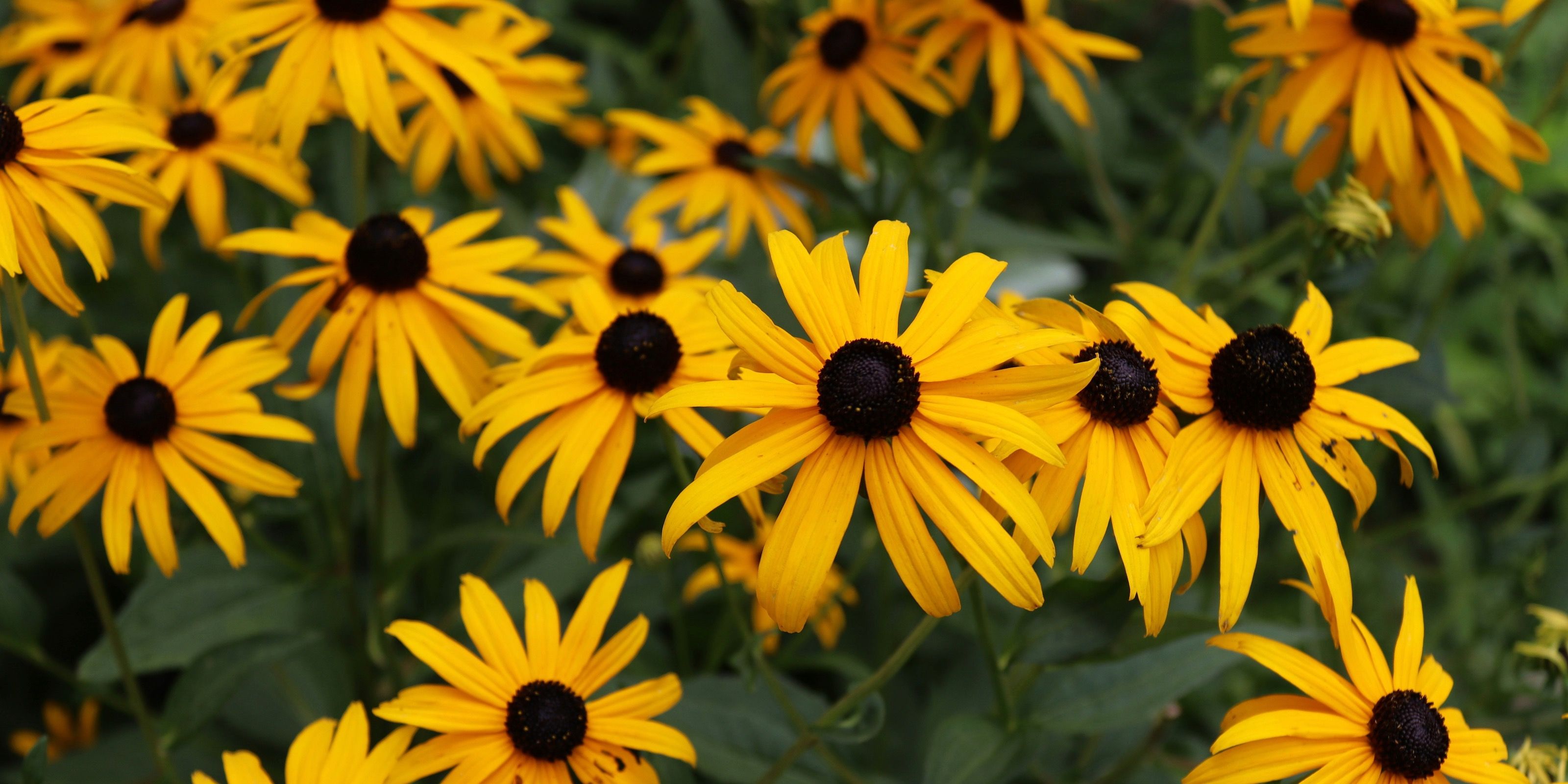 How to winterize blackeyed Susans and ensure a…