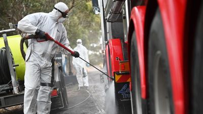 Australia look to NZ for advice on bird flu threat