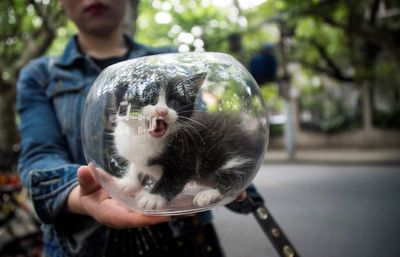 Cats basically are liquid after all – pet owners already know that