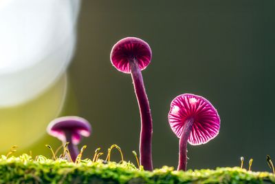 Why fungi deserve better protections