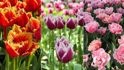 7 fringed tulip varieties I’m planting this fall after seeing millions of bulbs in The Netherlands – I promise you'll love them too