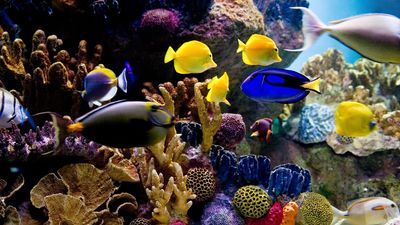 32 types of saltwater fish for your aquarium