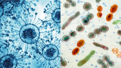 Which came first: viruses or bacteria?