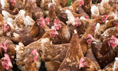 Labour to legalise harmful practice of carrying chickens by legs, say charities