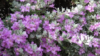 How to grow Texas sage – for a native evergreen shrub with pretty pink blooms