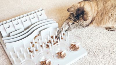 Three reasons you should make your cat work for their food, according to a feline behaviorist