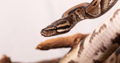 Disbelief as 'huge nine-foot python' found in Scottish street