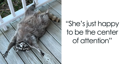 If You’re Having A Tough Day, Biscuits The Raccoon May Just Bring Your Smile Back