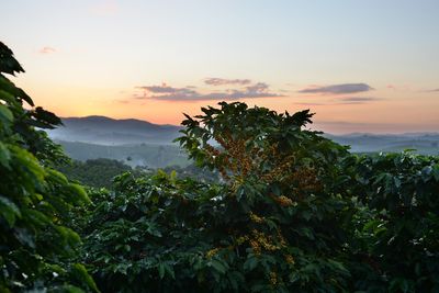 Coffee Prices Firm on Reduced Rainfall Chances in Brazil