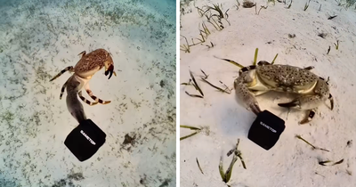 People Online Are Very Amused By This Crab Who Stole A Camera And Went On Filming His Adventures