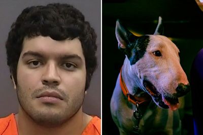 Cruel Owner Arrested For Tying His Dog To Fence During Hurricane Milton Reveals Why He Did It