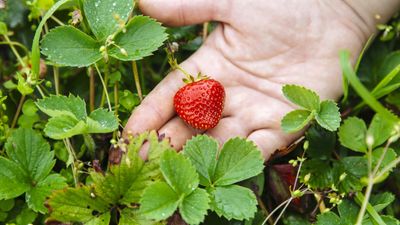 Do you cut strawberries back in the fall? Experts reveal the potential dangers of trimming ahead of winter