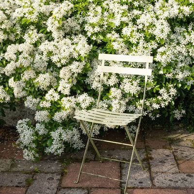 When to prune choisya for a healthy evergreen shrub that's full of sweetly scented blooms