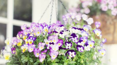 Best plants for winter hanging baskets – 10 picks for long-lasting, joyful flowers