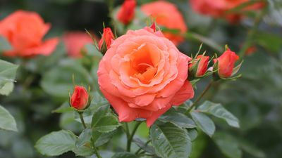 How to care for roses in fall and winter — for beautiful blooms year after year