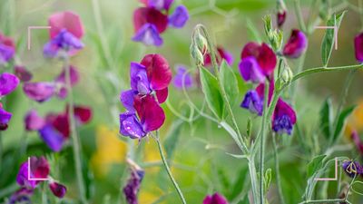 How to grow sweet peas for a perfectly perfumed cottage garden