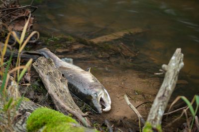 Should we all stop eating salmon? Why it’s suddenly become endangered