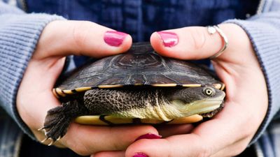32 tips for taking care of pet turtles