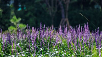 How and when to prune monkey grass – expert advice for this part-shade perennial