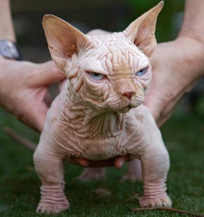 UK experts warn against buying ‘XL bully cats’