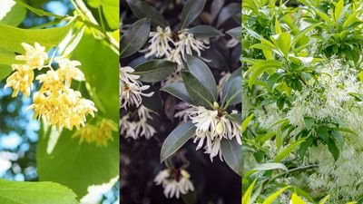 7 of the best fragrant trees – to add gorgeous, uplifting scent to your garden