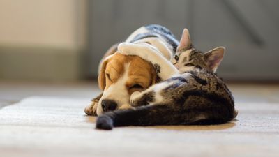 New study prompts leading dog charity to offer advice about introducing cats and dogs to each other