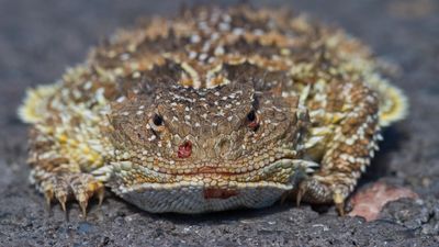 Short-horned lizard: The inflatable 'horny toad' that squirts toxic blood from its eyes