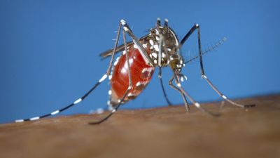 Local transmissions of dengue fever reach record high in France