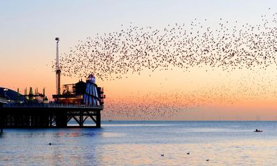 ‘The bully of the bird table’: how the humble starling conquered the world